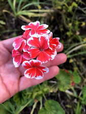 Rare red white for sale  Vista