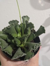 Adromischus cristatus key for sale  Opa Locka
