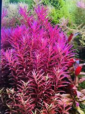 Aquarium pflanzen rotala gebraucht kaufen  Frankfurt am Main