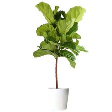 Costa farms fiddle for sale  USA