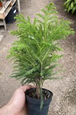 Norfolk island pine for sale  Tucson