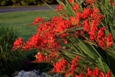 Crocosmia lucifer perennial for sale  HEATHFIELD