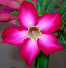 Adenium obesum pantera usato  Napoli