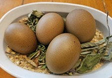 Fertile f3 olive for sale  Merlin