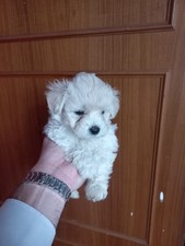 maltipoo usato maltipoo usato Roma