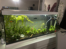 Aquarium complet d'occasion  Sciez