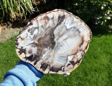 Versteinertes holz argentinien gebraucht kaufen  Kleve