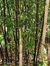 Black bamboo rhizomes for sale  Conyers