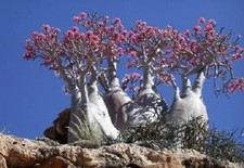 Mixed desert rose d'occasion  Expédié en Belgium