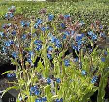 Chsenzunge dropmore anchusa gebraucht kaufen  Bad Zwischenahn
