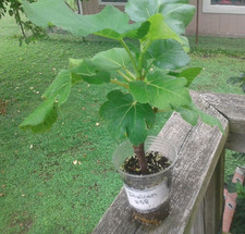Italian 258 fig for sale  Jacksonville