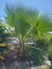 Mexican fan palm for sale  Bakersfield