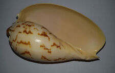 Conchiglia shell melo usato  Piombino