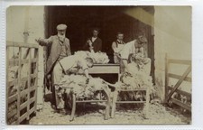Rppc sheep shearing for sale  WITHERNSEA