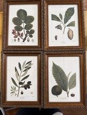 Set four bombay for sale  Absarokee