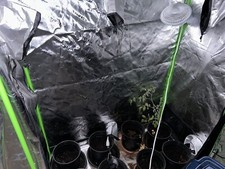 Vivosun s425 4x2 for sale  Denver