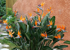 Pianta strelitzia reginae usato  Torre Canavese