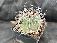 Gymnocalycium cardenasianum vi usato  Massafra