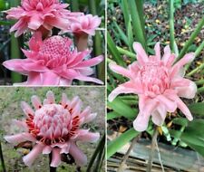 Pink torch ginger for sale  BROCKENHURST