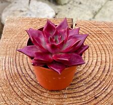 Echeveria agavoides atlas for sale  EVESHAM