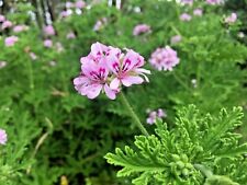 Pelargonium citronella lemon for sale  Vista