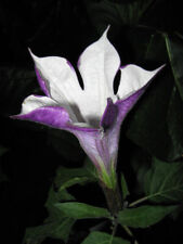 Datura metel purple usato  Torino