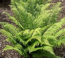 Blechnum volcano dwarf for sale  SALTASH