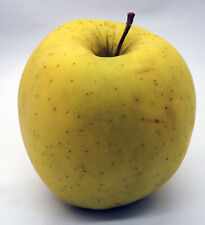 Apple tree seeds for sale  East Troy