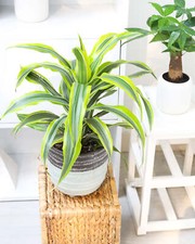 Dracaena lemon lime for sale  Silverado