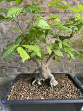 Bonsai acero negundo usato  Rimini