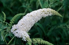 Buddleja davidii sommerflieder gebraucht kaufen Buddleja davidii sommerflieder gebraucht kaufen  Lastrup