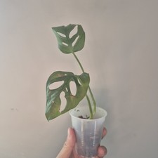Monstera adansonii monstera for sale  Wedgefield