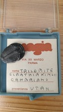 Fossile trilobite periodo usato  Bologna