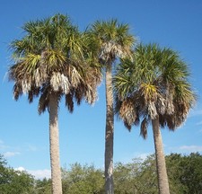Samen winterharte palmetto gebraucht kaufen  Calw