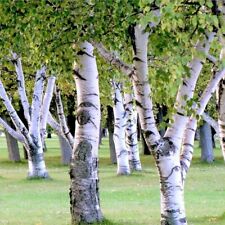White paper birch for sale  Pittsburgh