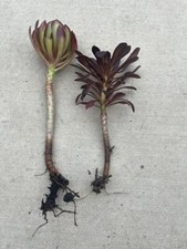 2pcs rooted black for sale  El Monte