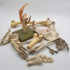 Medical anatomy models for sale  EDINBURGH