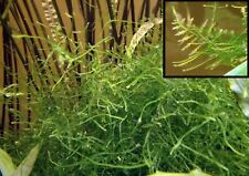 Taxiphyllum barbieri java usato  Italia