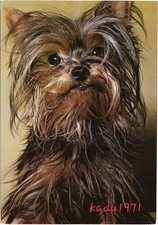 497 yorkshire terrier gebraucht kaufen  Perleberg
