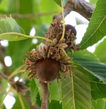 Quercus acutissima sawtooth usato  Napoli