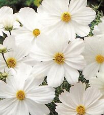 Lot graines cosmos d'occasion  Chazelles