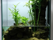 Wasser bambus pflanze gebraucht kaufen Wasser bambus pflanze gebraucht kaufen  Kaiserslautern