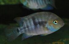 Bar cichlids cryptoheros for sale  Miami