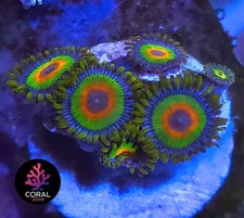 Rastas head zoa for sale  STOCKPORT