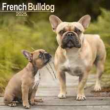 Calendrier 2025 bouledogue d'occasion  Troyes