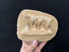 Mosasaurus fossil ganges d'occasion  Expédié en Belgium