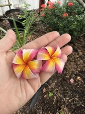 Fresh plumeria cutting for sale  Kissimmee