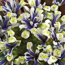 Iris eyecatcher garden for sale Iris eyecatcher garden for sale  IPSWICH