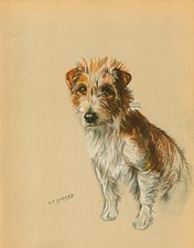 Jack russell terrier for sale  COLEFORD