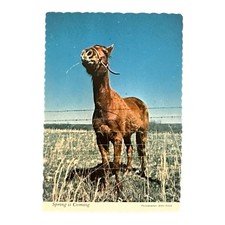 Spring coming horse for sale  Lynn Haven